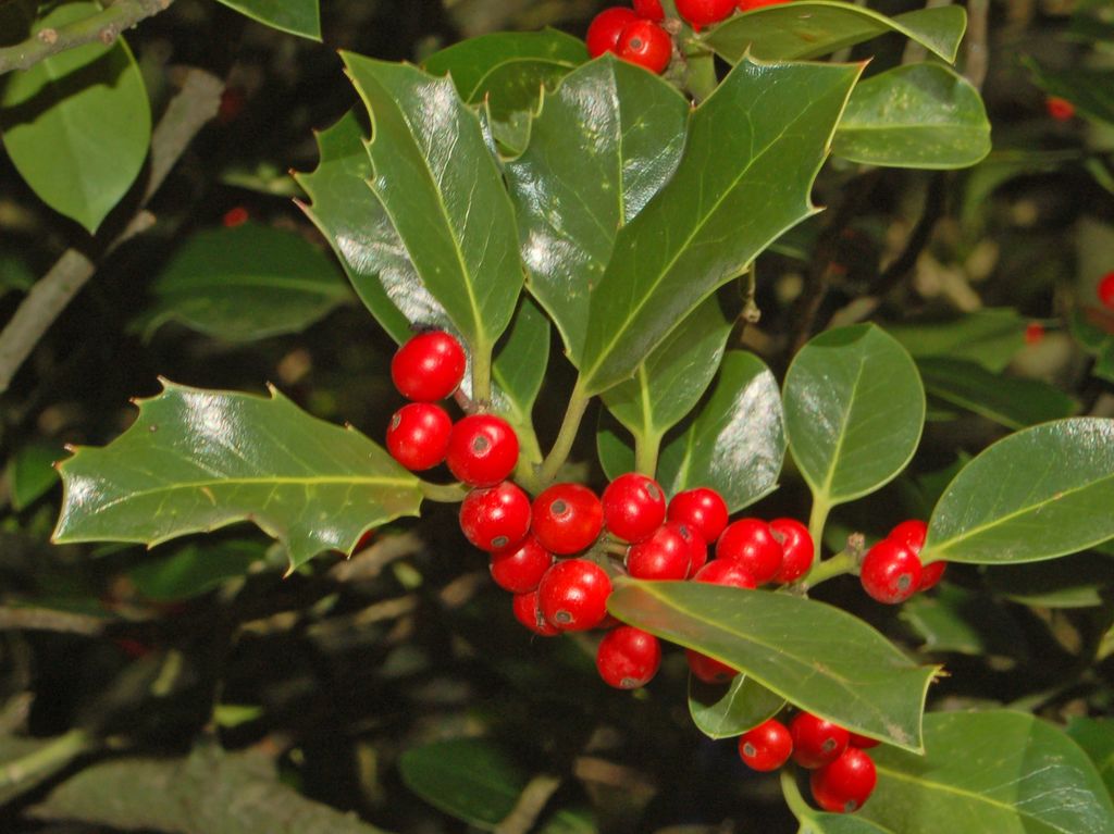 Ilex aquifolium / Agrifoglio